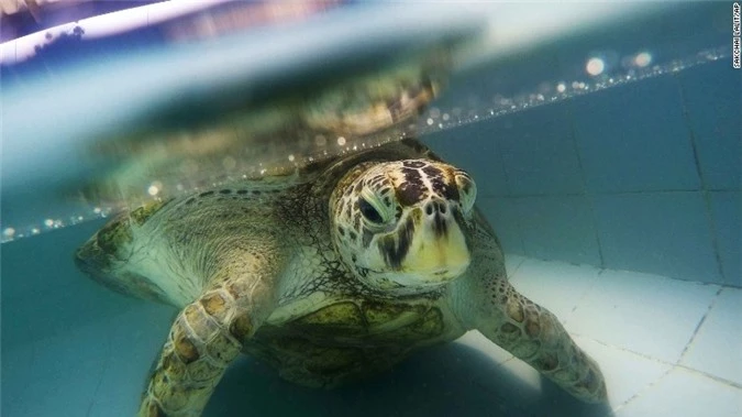 Con rùa không thể bơi dưới nước, các bác sĩ siêu âm và phát hiện sự thật đáng sợ, kết cục càng khiến mọi người không khỏi xót xa - Ảnh 1.