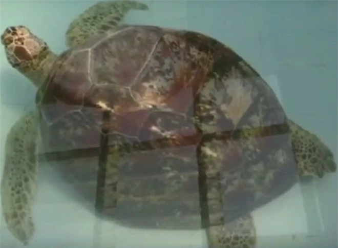 Con rùa không thể bơi dưới nước, các bác sĩ siêu âm và phát hiện sự thật đáng sợ, kết cục càng khiến mọi người không khỏi xót xa - Ảnh 2.