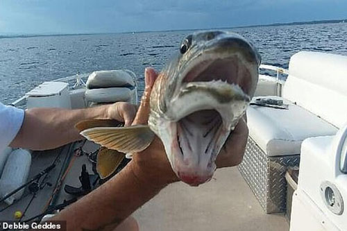 Con cá có hai miệng cực kỳ 'quái gở' gây xôn xao mạng xã hội