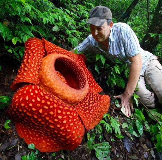 Hoa khổng lồi Rafflesia..