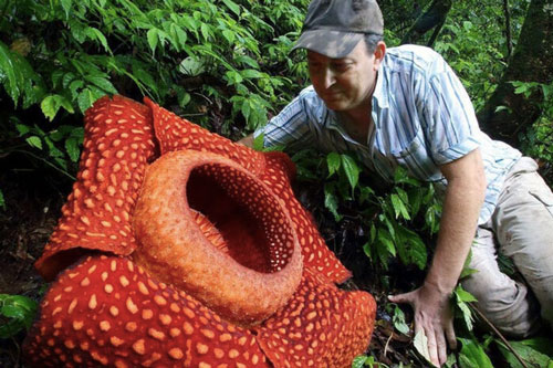 Điều kỳ thú trong rừng nhiệt đới Amazon: Sông sôi, cây cọ đi bộ hay những ngôi làng cổ đại