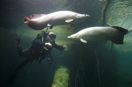 Khám phá loài cá có 'áo giáp' thách thức 'thủy quái' Piranha