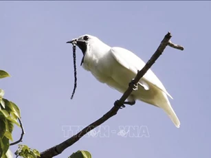 Khám phá loài chim có tiếng kêu lớn nhất thế giới