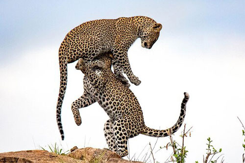 Khoảnh khắc cực đẹp về hai chú báo đốm mải mê vờn nhau trong khu bảo tồn