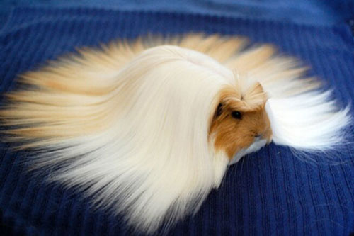 Những bức ảnh chứng minh động vật cũng là các 'fashionista chính hiệu'