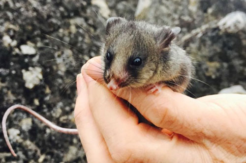 Nỗ lực giải cứu loài chuột túi tí hon đang nguy cấp ở Australia