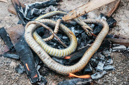 Phát hiện bằng chứng con người ăn thịt rắn cách đây 15.000 năm