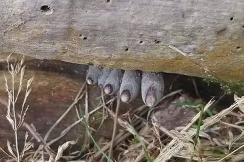 Vật thể lạ như bàn chân người chết thò ra dưới khúc gỗ