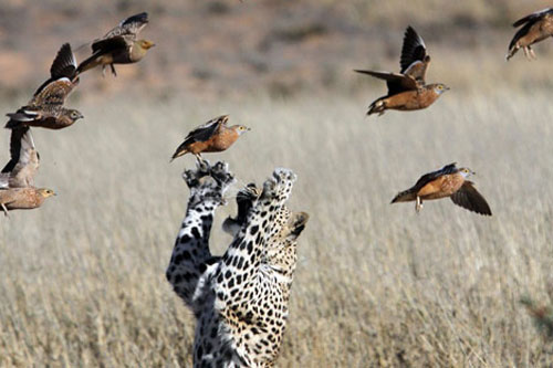 Ảnh động vật đẹp: Voi đứng 2 chân kiếm ăn, báo phi lên không trung bắt chim