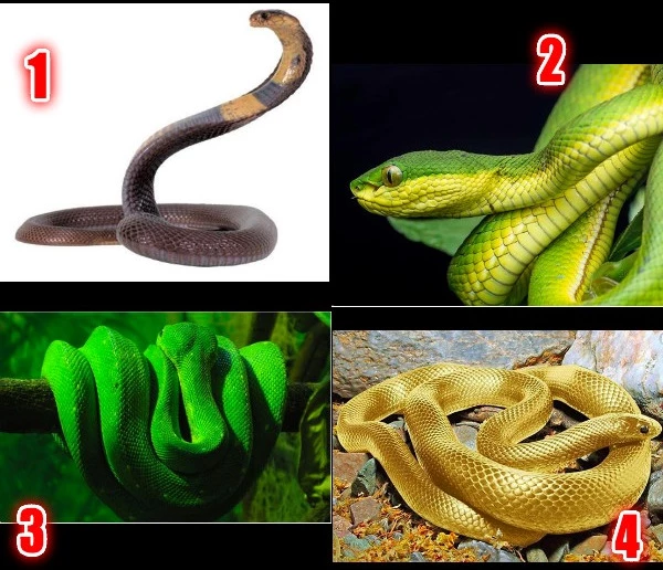 Theo bạn loại rắn nào đáng sợ nhất?