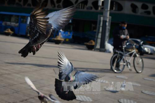 Bồ câu có thể nhận thức không gian và thời gian