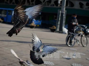 Bồ câu có thể nhận thức không gian và thời gian