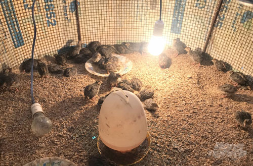 Bình Định: Nuôi chim cút kiếm tiền triệu mỗi ngày