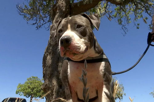 Chú chó dũng cảm lao xuống biển cắn cá mập, cứu chủ thoát chết