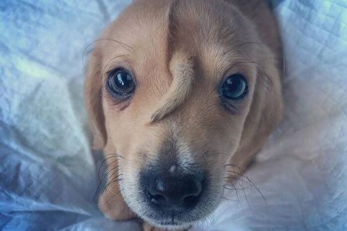 'Đổ gục' trước vẻ đáng yêu của chú cún 'kỳ lân' có đuôi mọc trên đầu