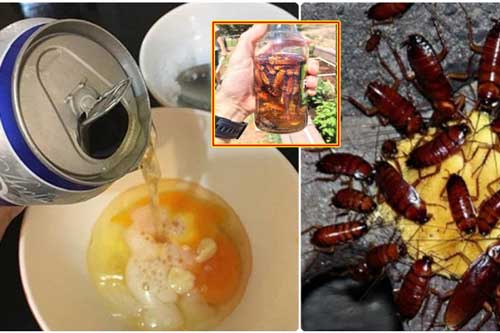 Tuyệt chiêu diệt tận gốc tổ gián "không tốn một xu" mua thuốc, mẹ chồng cũng phải thán phục