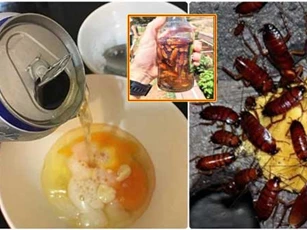 Tuyệt chiêu diệt tận gốc tổ gián "không tốn một xu" mua thuốc, mẹ chồng cũng phải thán phục