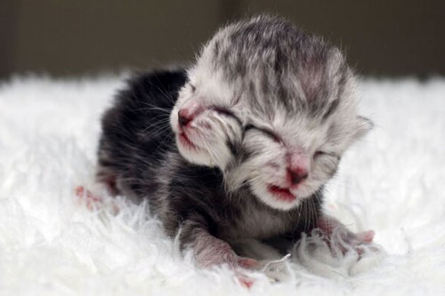 D&#xEA; m&#x1EB7;t qu&#x1EF7;, b&#xEA; 2 &#x111;&#x1EA7;u v&#xE0; nh&#x1EEF;ng &#x111;&#x1ED9;ng v&#x1EAD;t k&#x1EF3; d&#x1ECB; nh&#x1EA5;t th&#x1EBF; gi&#x1EDB;i