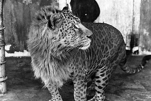 Tưởng đây là sản phẩm của photoshop, nhưng những con vật kỳ quái này lại hoàn toàn có thật