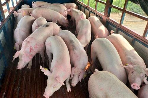 Lô 500 con lợn thịt sống đầu tiên nhập khẩu từ Thái Lan về tỉnh Đồng Nai
