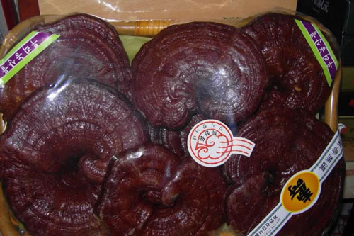 Cách phân biệt nấm linh chi đỏ thật giả