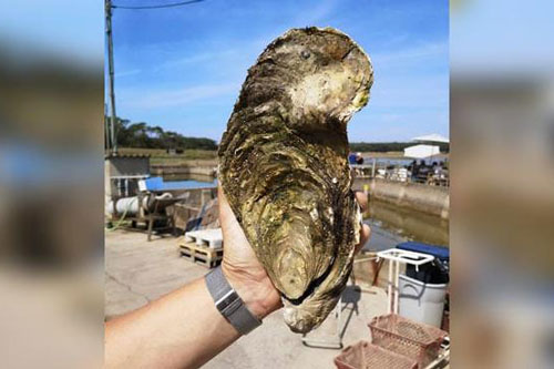 'Hy sinh' bữa tiệc hải sản để thả một con hàu khổng lồ về với biển