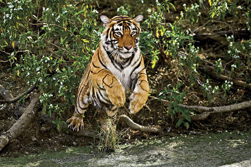 Đất nước nào có nhiều hổ nhất?