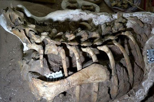 Phát hiện hóa thạch khủng long mới tại Australia