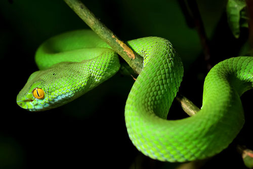 Được 'thần phật' chiếu cố, 3 con giáp này dễ thăng quan tiến chức, tiền bạc đầy két trong 15 ngày tới