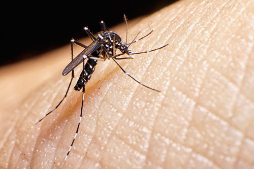 Brazil phát hiện chủng mới của virus Zika