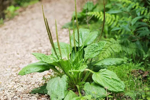 15 tác dụng của cây mã đề đối với sức khỏe con người