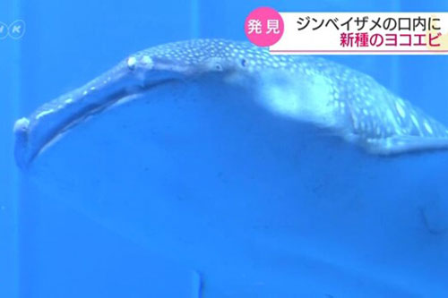 Phát hiện 1.000 sinh vật sống trong miệng cá mập voi tại Nhật Bản