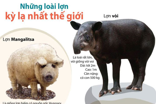 Những loài lợn kỳ lạ nhất thế giới