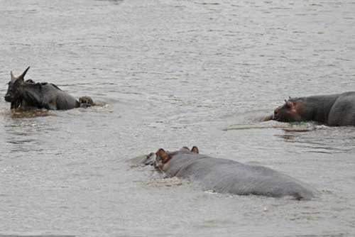 Ảnh đẹp: Hà mã cứu linh dương khỏi cá sấu