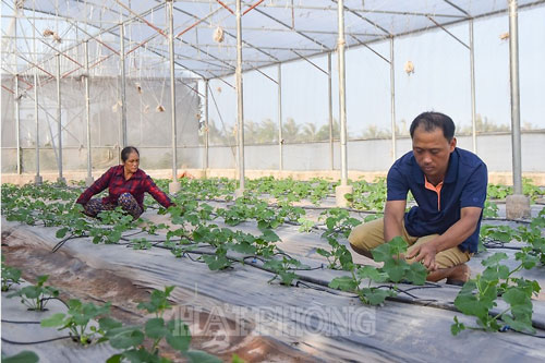 Hải Phòng: Làm giàu từ mô hình trồng dưa trong nhà kính