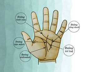 Đường chỉ tay hình chữ M có thể tiết lộ nhiều sự thật thú vị về công danh và sự nghiệp của bạn