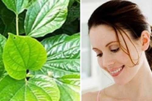 Xúc miệng bằng nước lá này, bao nhiêu mảng bám trên răng cũng bị đánh bật tức thì