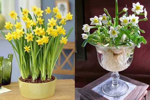 Nh&#x1EEF;ng lo&#xE0;i hoa &#x111;&#x1EB9;p c&#x1EF1;c h&#x1EE3;p phong th&#x1EE7;y ph&#xF2;ng kh&#xE1;ch, c&#x1EE9; b&#xE0;y trong nh&#xE0; l&#xE0; t&#xE0;i l&#x1ED9;c &#x111;&#x1EBF;n &quot;&#x1EA7;m &#x1EA7;m&quot;