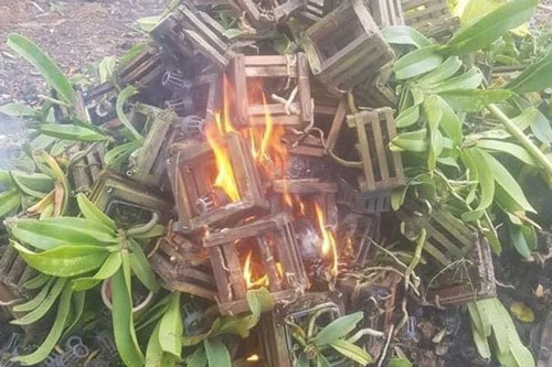 Mua dàn hoa lan vài chục triệu nhưng nói dối vợ, chồng ung dung đến công ty rồi nhận bức ảnh "điếng người"