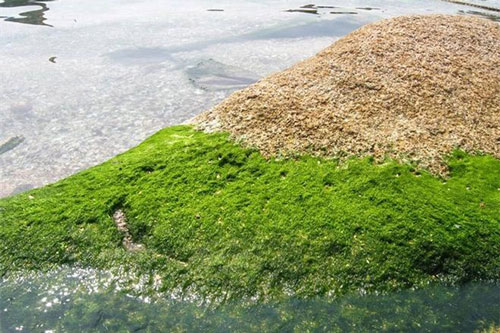 Ở Tây Bắc, người ta biến rêu thành đặc sản thơm ngon