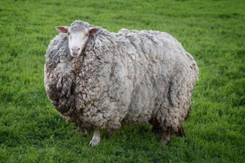Chú cừu Prickles với bộ lông khổng lồ. (Nguồn: Metro.co.uk)