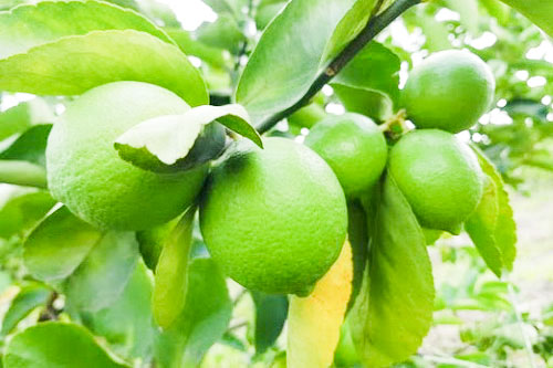 Cách sử dụng quả chanh làm thuốc