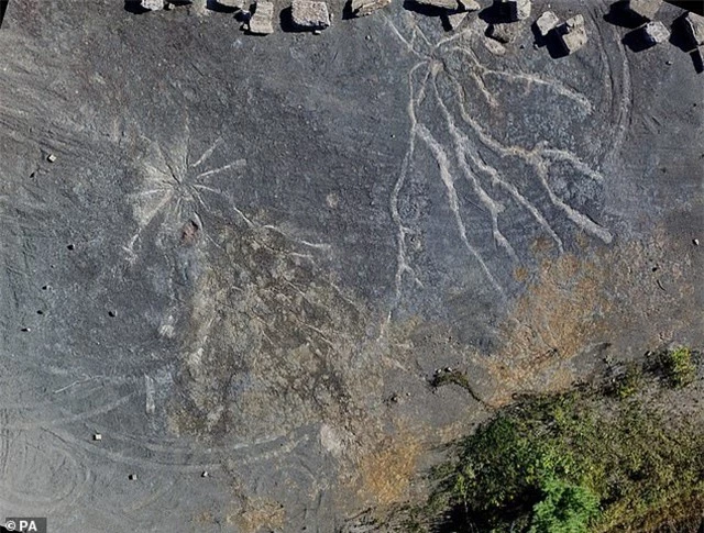 Bất ngờ tìm thấy khu rừng cổ đại lâu đời nhất thế giới với niên đại 386 triệu năm - 4