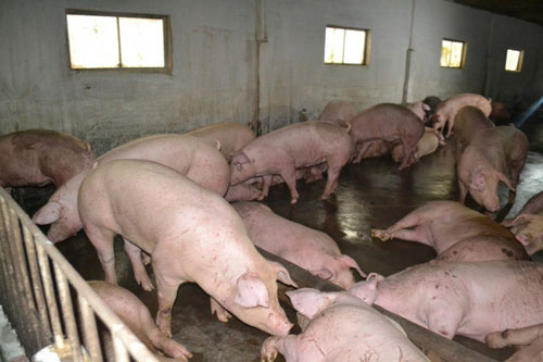 Người dân phía Nam sắp được ăn thịt lợn Thái Lan
