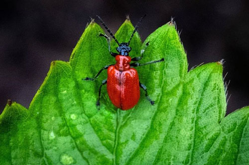 Thực vật có khả năng ngụy trang mùi hương để sinh tồn