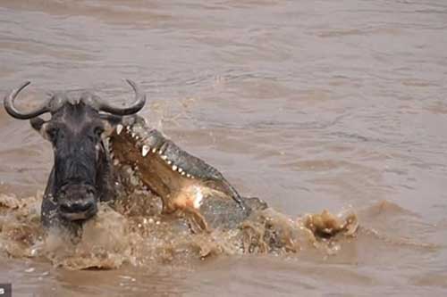 Linh dương đầu bò thoát hàm cá sấu thần kỳ