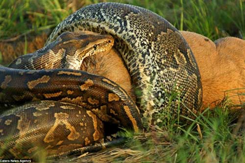 Trăn khổng lồ nuốt trọn linh dương đầu bò