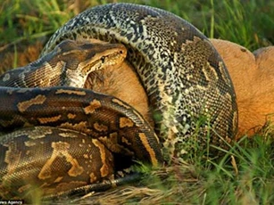 Trăn khổng lồ nuốt trọn linh dương đầu bò