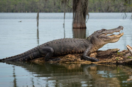 Phát hiện sốc khi thả 3 xác cá sấu xuống đáy vịnh Mexico