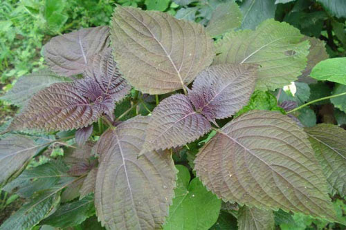 Người bị bệnh gút ngâm chân với lá tía tô theo cách này, bệnh tình sớm thuyên giảm mà cực tốt cho sức khỏe